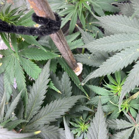 Pregnant Hooker growlog photo: Bud sites all over the plant! Leaves show Sativa traits in leaf shape, long & skinny.
