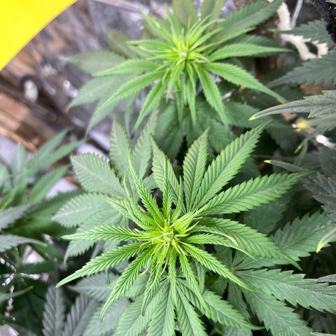 Pregnant Hooker growlog photo: Bud sites all over the plant! Leaves show Sativa traits in leaf shape, long & skinny.