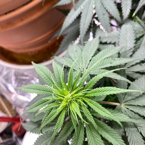 Pregnant Hooker growlog photo: Bud sites all over the plant! Leaves show Sativa traits in leaf shape, long & skinny.