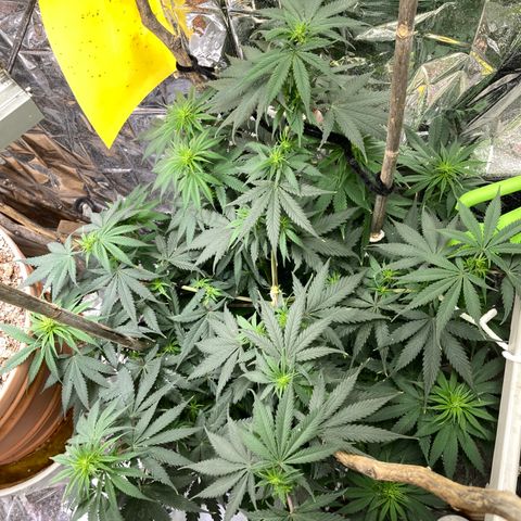Pregnant Hooker growlog timeline photo