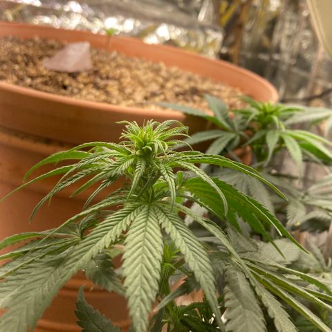 Pregnant Hooker growlog photo: Starting to really stretch!