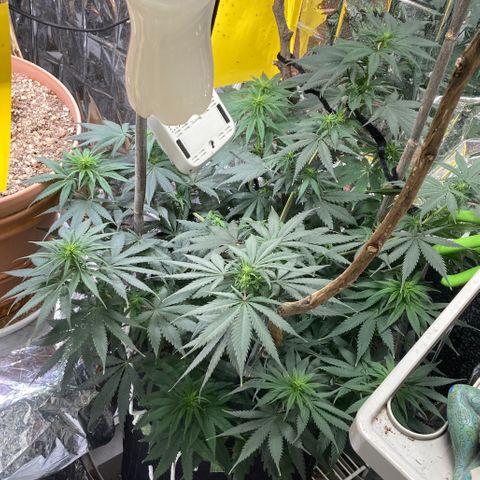 Pregnant Hooker growlog photo: Starting to really stretch!
