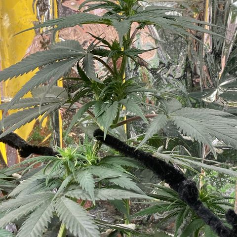 Pregnant Hooker growlog timeline photo