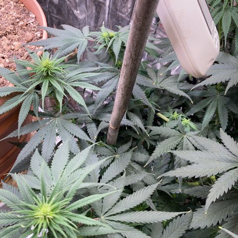Pregnant Hooker growlog photo: Lots of bud sites!