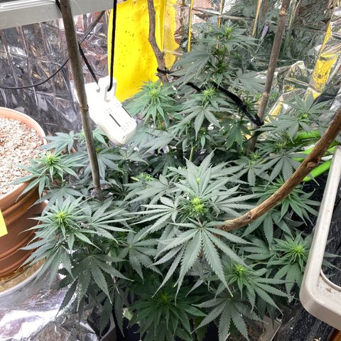 Pregnant Hooker growlog photo: Lots of bud sites!
