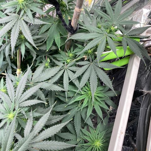 Pregnant Hooker growlog photo: Lots of bud sites!