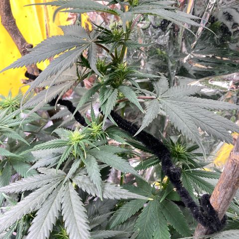 Pregnant Hooker growlog photo: Lots of bud sites!