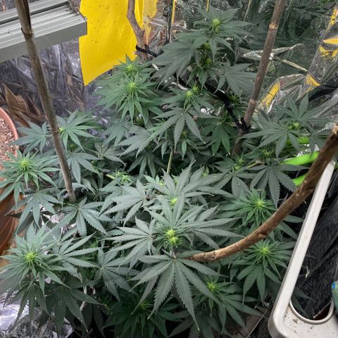 Pregnant Hooker growlog timeline photo