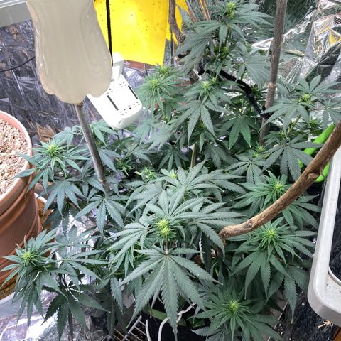 Pregnant Hooker growlog photo: Watered with Molasses. Starting to smell skunky!