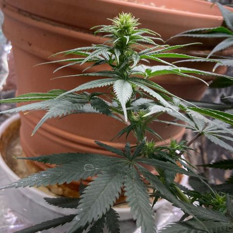 Pregnant Hooker growlog photo: Many buds sites!