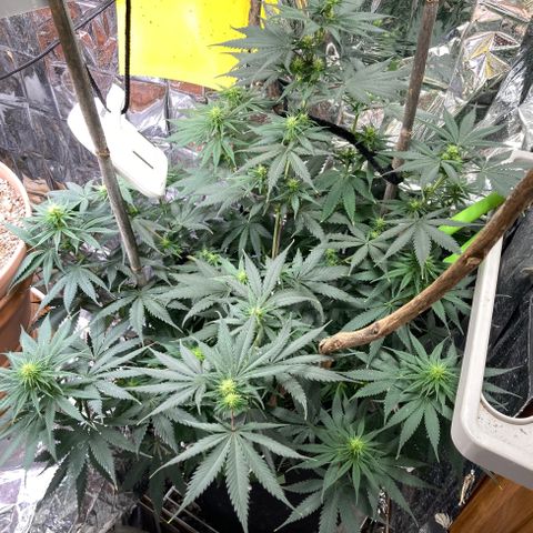 Pregnant Hooker growlog photo: Many buds sites!