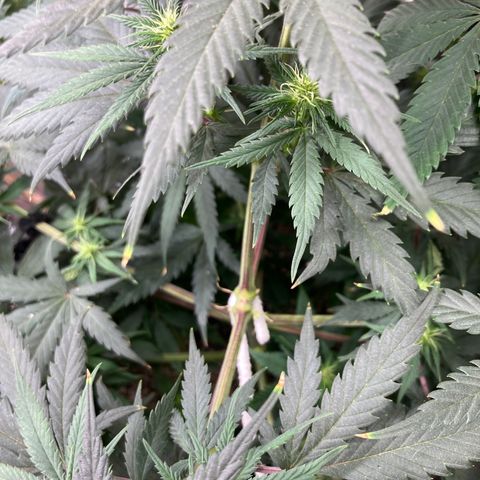 Pregnant Hooker growlog photo: Many buds sites!