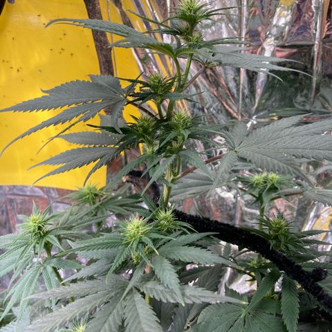Pregnant Hooker growlog photo: Many buds sites!