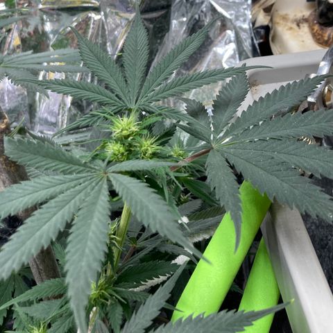 Pregnant Hooker growlog photo: Many buds sites!