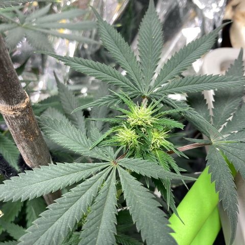 Pregnant Hooker growlog photo: OMG! She starting to stach buds all over the place!