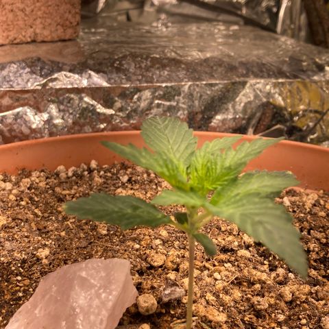 Pregnant Hooker growlog photo: OMG! She starting to stach buds all over the place!