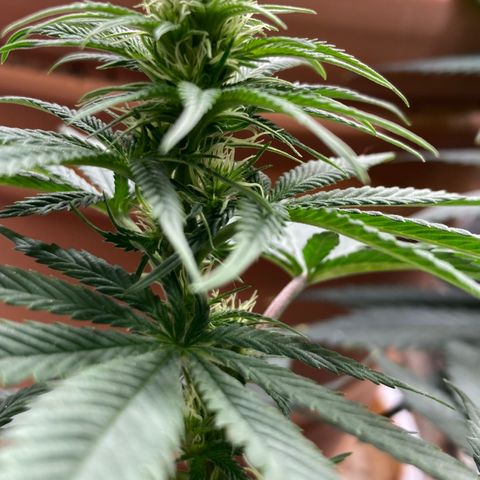 Pregnant Hooker growlog photo: OMG! She starting to stach buds all over the place!