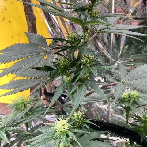 Pregnant Hooker growlog photo: OMG! She starting to stach buds all over the place!