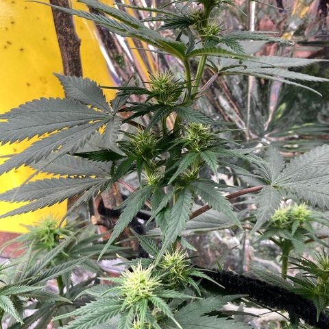 Pregnant Hooker growlog photo: OMG! She starting to stach buds all over the place!