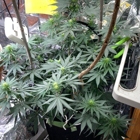 Pregnant Hooker growlog photo: OMG! She starting to stach buds all over the place!