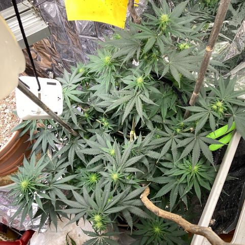 Pregnant Hooker growlog photo: OMG! She starting to stach buds all over the place!