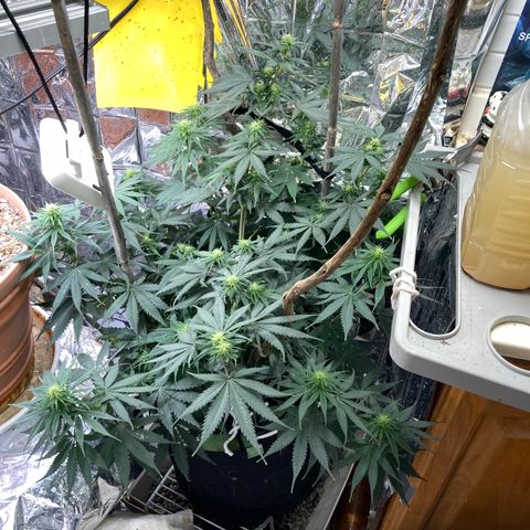 Pregnant Hooker growlog photo: Setting soo many Colas! Watered with molassess and other nutrients.