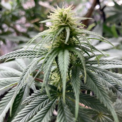 Pregnant Hooker growlog photo: Trimmed Shake leaves for more light to core of plant!