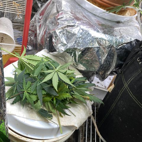 Pregnant Hooker growlog photo: Trimmed Shake leaves for more light to core of plant!