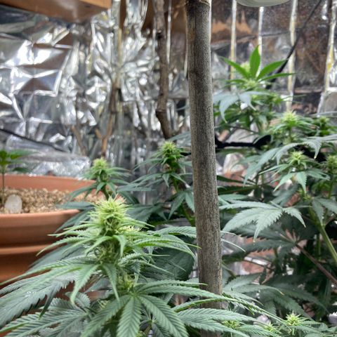 Pregnant Hooker growlog photo: Trimmed Shake leaves for more light to core of plant!