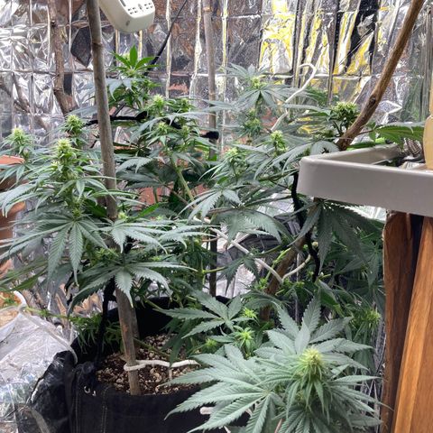 Pregnant Hooker growlog timeline photo
