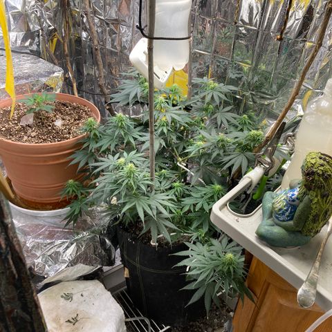 Pregnant Hooker growlog photo: Looks great!