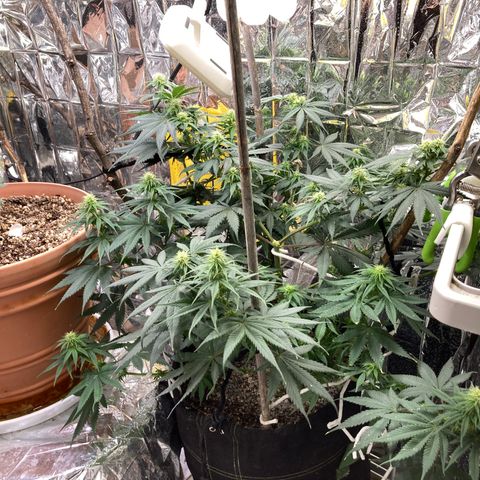 Pregnant Hooker growlog photo: Looks great!