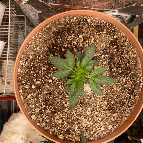 Pregnant Hooker growlog timeline photo