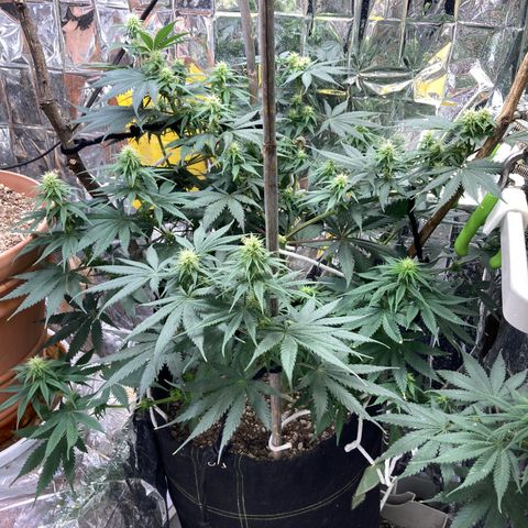 Pregnant Hooker growlog photo: She is taking over the grow space.