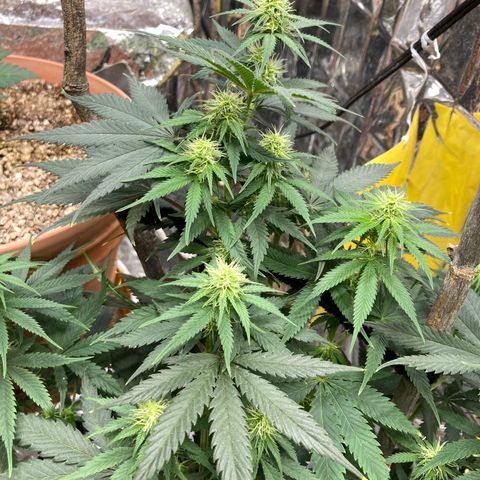 Pregnant Hooker growlog photo: She is taking over the grow space.