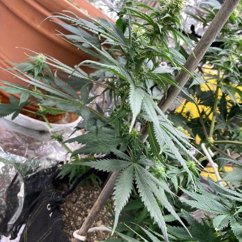 Pregnant Hooker growlog photo: She is taking over the grow space.