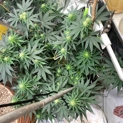 Pregnant Hooker growlog photo: She is taking over the grow space.