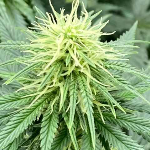 Pregnant Hooker growlog photo: Forming Tricomes!