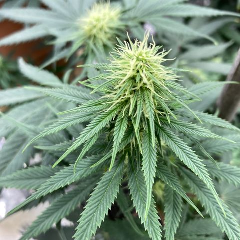 Pregnant Hooker growlog photo: Forming Tricomes!