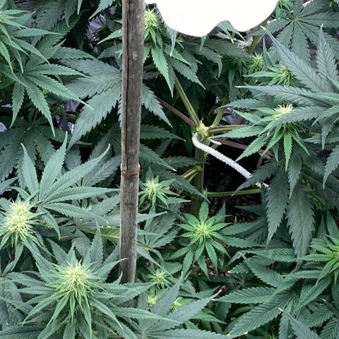 Pregnant Hooker growlog photo: Forming Tricomes!