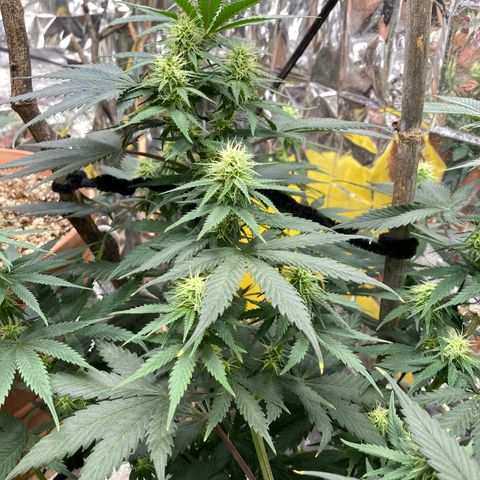 Pregnant Hooker growlog photo: Adding Tricomes