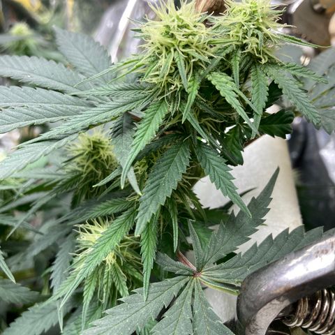 Pregnant Hooker growlog photo: Adding Tricomes