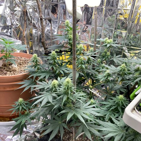 Pregnant Hooker growlog photo: Adding Tricomes