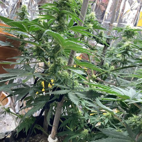 Pregnant Hooker growlog photo: Just covered like this!