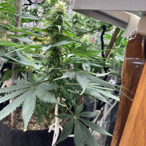Pregnant Hooker growlog timeline photo