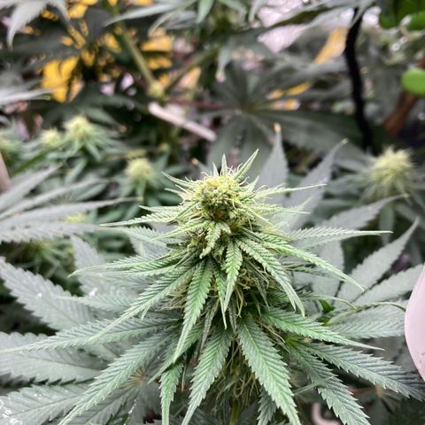 Pregnant Hooker growlog photo: Munched Nug! Was it a gecko or a mouse?