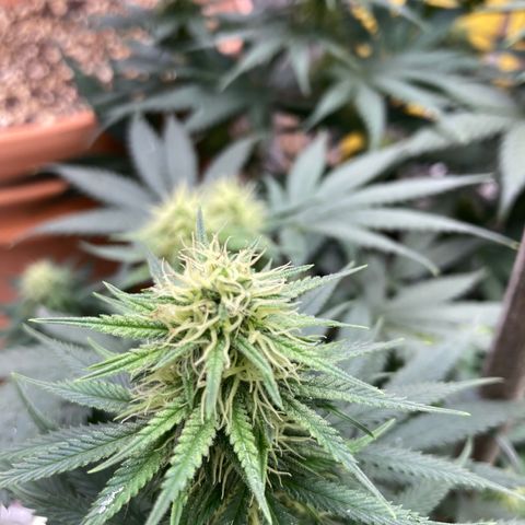 Pregnant Hooker growlog photo: Munched Nug! Was it a gecko or a mouse?