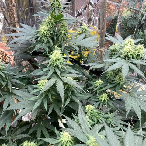 Pregnant Hooker growlog photo: Doing great! Watered with Magnesium and molasses.