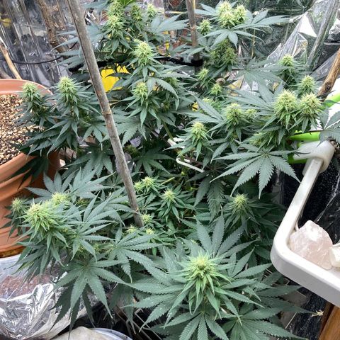 Pregnant Hooker growlog photo: Doing great! Watered with Magnesium and molasses.