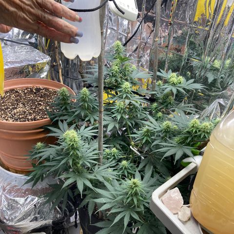 Pregnant Hooker growlog photo: Doing great! Watered with Magnesium and molasses.